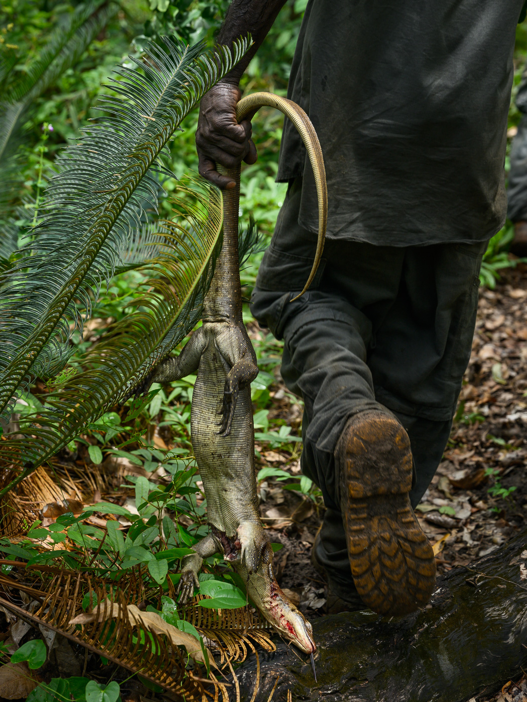 Crocodile Eggs — Matthew Abbott photography, Northern Territory Australia